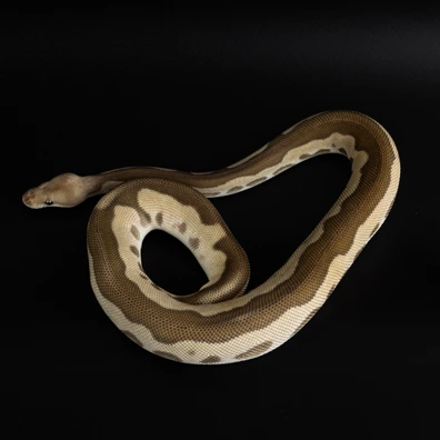 Cypress Leopard (Chocolate) Mojave Fire Clown Ball Python - male for sale from Dark Art Constrictors