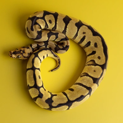 Spotnose (Chocolate) Clown Ball Python - female for sale from Dark Art Constrictors