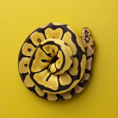 Spotnose (Chocolate) Clown Ball Python - female for sale from Dark Art Constrictors