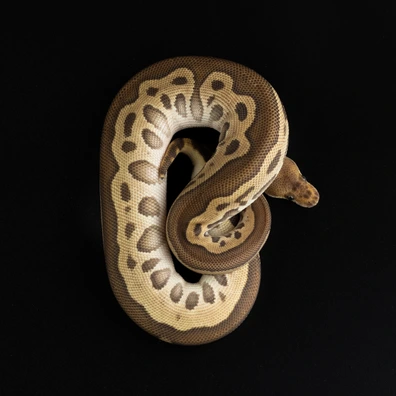 Cypress Leopard Clown Ball Python - female for sale from Dark Art Constrictors