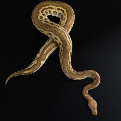Cypress Leopard (Chocolate) Clown Ball Python - female for sale from Dark Art Constrictors