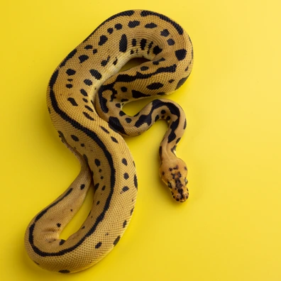 Batman Ball Python - male for sale from Dark Art Constrictors