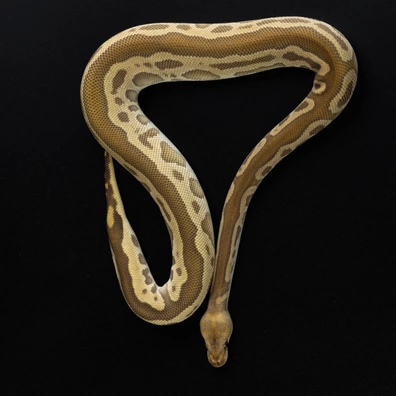 Cypress Leopard Clown Ball Python - male for sale from Dark Art Constrictors