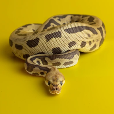 Chocolate Fire Batman Ball Python - female for sale from Dark Art Constrictors