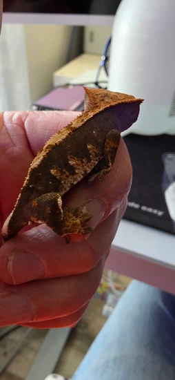 Tri-Color Portholes - Crested Gecko
