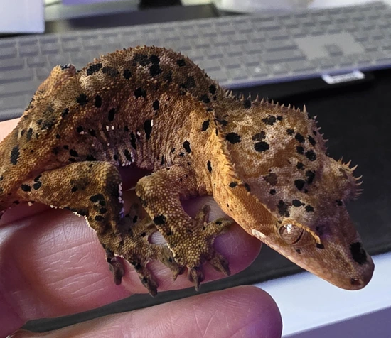 Orange Dalmatian Portholes - Crested Gecko