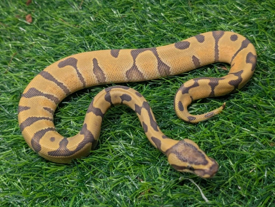Super Enchi Hypo Ball Python by Arrowhead Family Morphs
