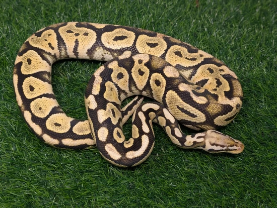 Pastel Lace Het Clown Ball Python by Arrowhead Family Morphs
