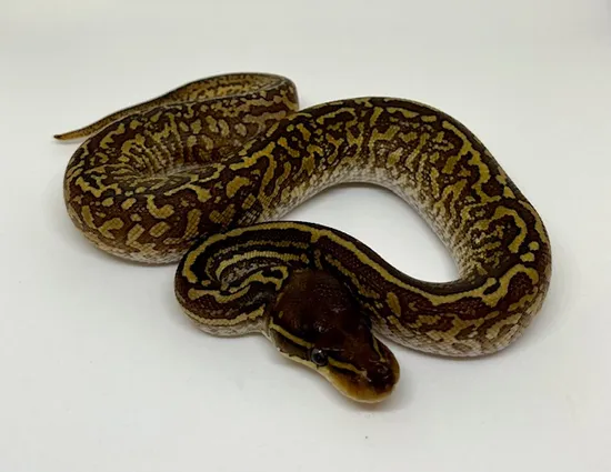 Mojave Monsoon Male Ball Python by Dave Green Reptiles