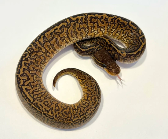 Monsoon Male Ball Python by Dave Green Reptiles