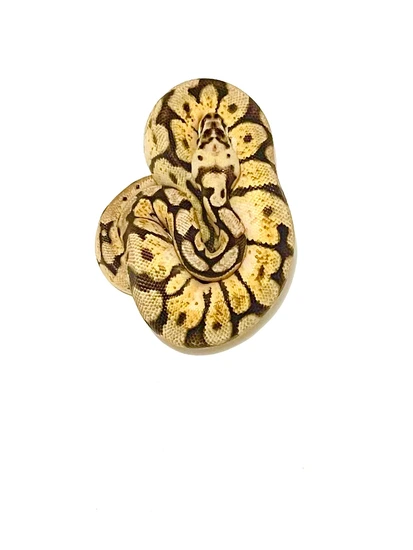 Yellow Belly Fire Bee Ball Python by Kryptics