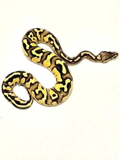 Yellow Belly Firefly Ball Python by Kryptics