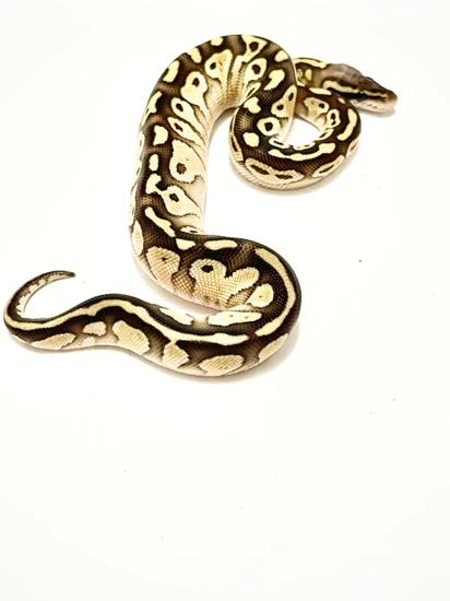 Pastel Lesser Ball Python by Kryptics