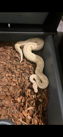 Banana Clown Ball Python by Twisted Tails Pythons