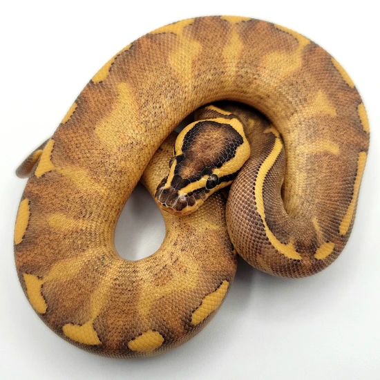 Enchi Pos Orange Dream Freeway Het Clown 50% Het Pied Ball Python by ...