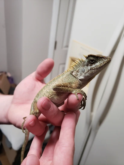 Captive Bred Mountain Horned Dragons More Lizard by Goofball ball pythons