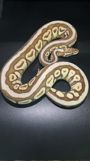 Pastel Cryptic Lesser Spotnose Ball Python by Griffin Serpents