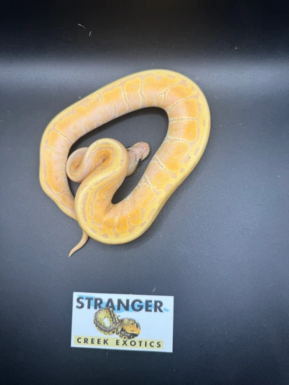 Superblast Banana Ball Python by Stranger Creek Exotics