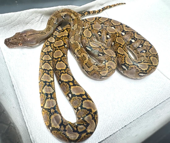 Nromal Reticulated Python Normal Het Mochamel Reticulated Python by Burning Heart Exotics