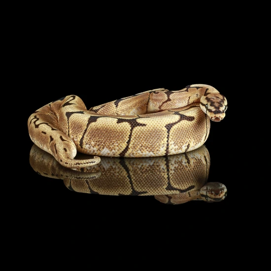Trio Triple Het Hypo DG VPI Axanthic Ball Python by Picture It Pythons