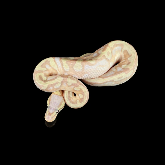 Odyb Super Banana Enchi Pastel 50% Het Piebald 66% Het Cryptic Ball ...