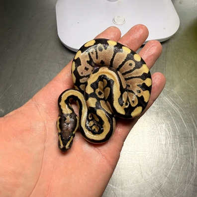 Fire 100% Het Clown 66% Het Pied 50% Het Desert Ghost Ball Python - male for sale from Magiikmorph
