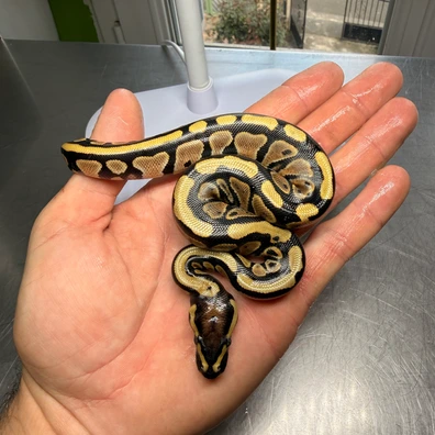 100% Het Desert Ghost 66% Het Clown 50% Het Pied Ball Python - male for sale from Magiikmorph