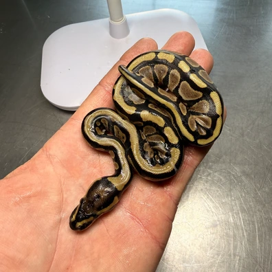 100% Het Clown 66% Het Pied 50% Het Desert Ghost Ball Python - female for sale from Magiikmorph