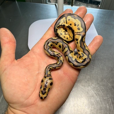 Fire Clown 66% Het Pied 50% Het Desert Ghost Ball Python - female for sale from Magiikmorph