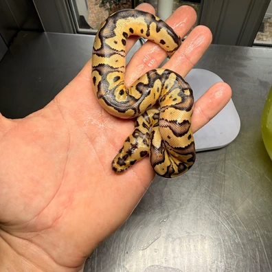 Fire Clown 66% Het Pied 50% Het Desert Ghost Ball Python - female for sale from Magiikmorph