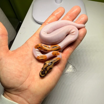 Fire Clown Pied 50% Het Desert Ghost Ball Python - male for sale from Magiikmorph