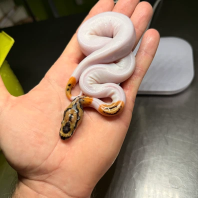 Fire Clown Pied 50% Het Desert Ghost Ball Python - female for sale from Magiikmorph