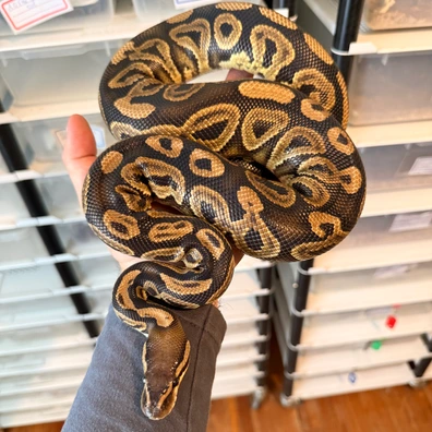 Black Pastel Yellow Belly 100% Double Het Desert Ghost Clown Ball Python - male for sale from Magiikmorph