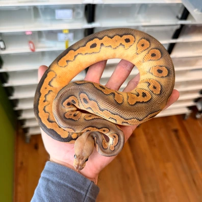 Black Pastel Wookie Clown 100% Het Pied Ball Python - female for sale from Magiikmorph