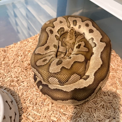 Fire Clown 100% Double Het Desert Ghost Pied Ball Python - male for sale from Magiikmorph