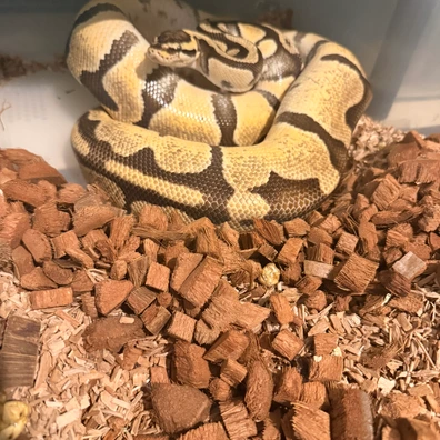 Enchi Pastel 100% Triple Het Desert Ghost Clown Pied Ball Python - female for sale from Magiikmorph