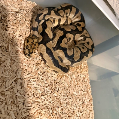 Spotnose Clown 100% Het Desert Ghost Ball Python - male for sale from Magiikmorph