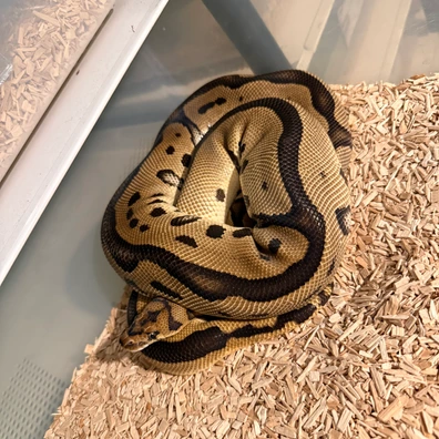 Léopard Orange Dream Clown 100% Het Desert Ghost Ball Python - female for sale from Magiikmorph
