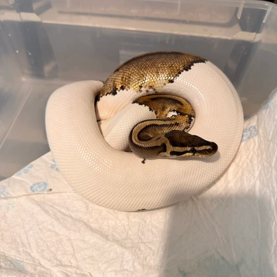 Pied Het Clown Ball Python - male for sale from Magiikmorph