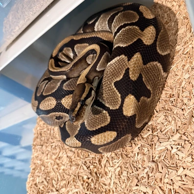 100% Double Het Clown Pied Ball Python - female for sale from Magiikmorph
