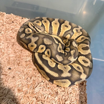 Pastel Hypo 100% Het Clown Ball Python - female for sale from Magiikmorph