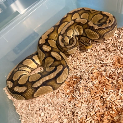 Redstripe Pastel 100% Het Clown Ball Python - female for sale from Magiikmorph