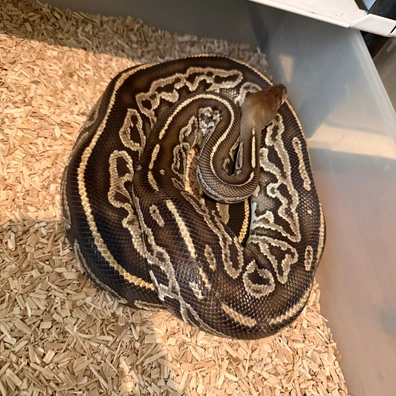 Léopard Bongo Hurricane 66% Het Clown Ball Python - female for sale from Magiikmorph