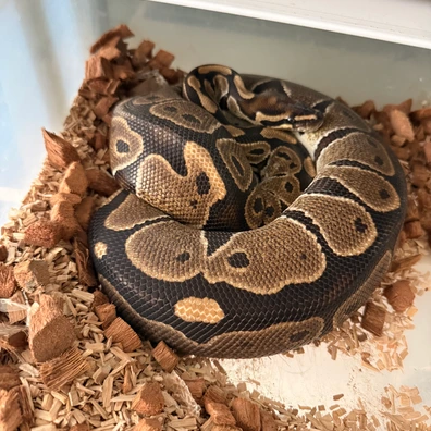 100% Double Het Desert Ghost Pied Ball Python - female for sale from Magiikmorph
