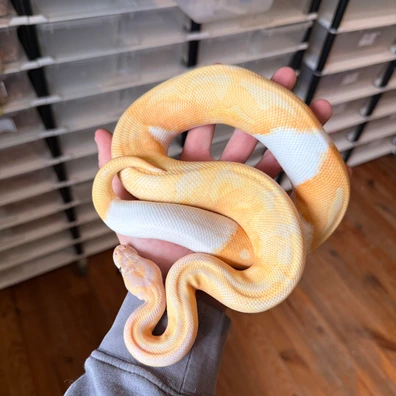 Dreamsicle Ball Python - male for sale from Magiikmorph