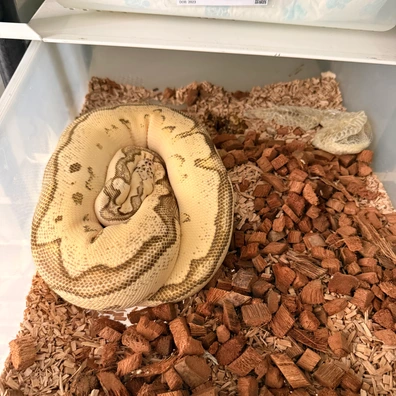 Calico Firefli Clown 50% Het Pied