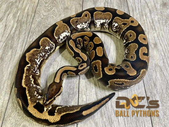 Calico Flora & Fauna's Line - RTB Ball Pythons by DC's Ball