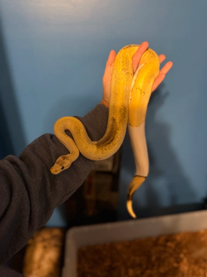 Citrus Pewterpagne Het Pied Ph Albino Paradox Ball Python by Dakotas ...