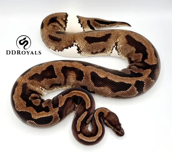 2.4kg Proven Pied - Ready For This Season Ball Python by D D ROYALS