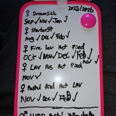 Whole Collection For Sale. Leaving The Hobby. Lavender Project Available With Racking Ball Python - unknown for sale from 💥TaylorMadeMorphs💥